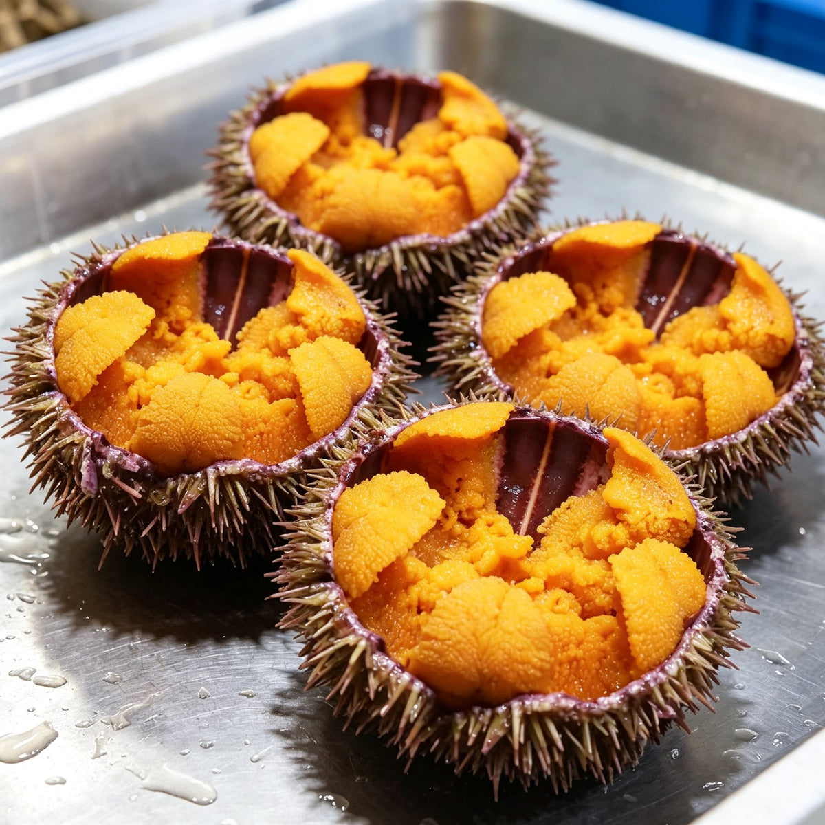 Fresh Sea Urchin Roe in Shell